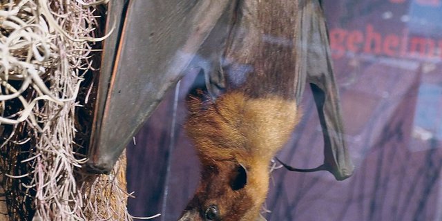 An der Ausstellung ist ein Präparat einer Fledermaus zu sehen, die sich kopfüber in der Ruheposition befindet.  