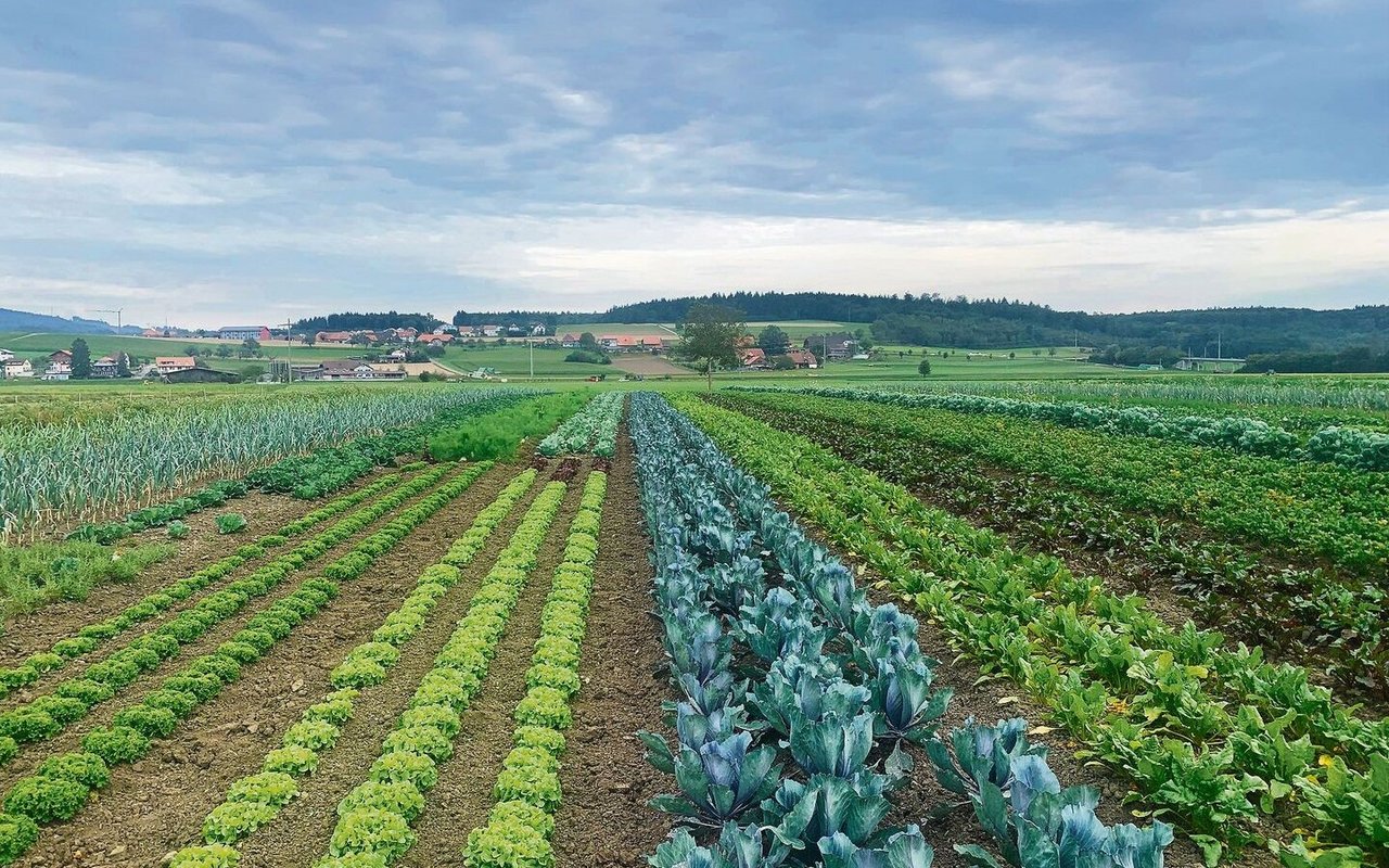Auf über sechs Hektaren werden in Kallnach BE mehr als 50 Obst- und Gemüsesorten biodynamisch angepflanzt.