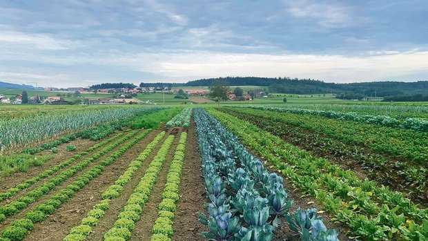 Auf über sechs Hektaren werden in Kallnach BE mehr als 50 Obst- und Gemüsesorten biodynamisch angepflanzt.