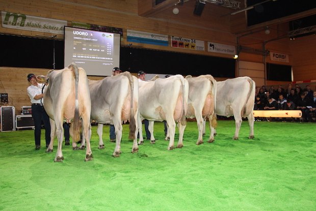 Im Anschluss der Delegiertenversammlung präsentierte swissgenetics die Töchter von erstklassigen Stieren wie hier vom Stier Udoro. (Bilder Hans Rüssli)