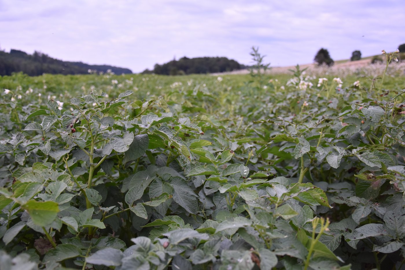 Schöne Blattmasse der Bio-Kartoffeln von Christoph Hauert und Eva Ulm in Bibern SO. (Bild Bauernzeitung/Sera Jane Hostettler)