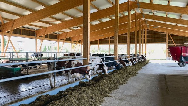 Der neue Laufstall i Der neue Laufstall in Hermolingen wurde im Mai bezogen. Er ist dreiseitig offen und wurde mit viel Schweizer Holz gebaut. Es hat Platz für 59 Milchkühe, gemolken wird mit dem Roboter.