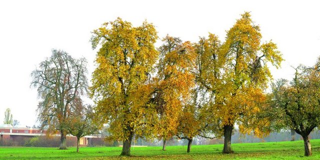 Die Zahl der Hochstamm-Birnbäume hat stark abgenommen. (Bild Fructus)