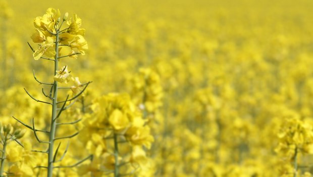 Prachtvoll gelber Raps: Die Anmeldefrist für den Ölsaaten-Anbau im nächsten Jahr läuft. (Bild Pixabay)
