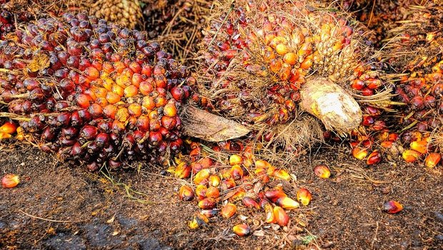 Für Diskussionen gesorgt hatten die Palmölexporte Indonesiens. (Bild Pixabay)