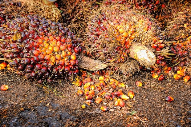 Für Diskussionen gesorgt hatten die Palmölexporte Indonesiens. (Bild Pixabay)