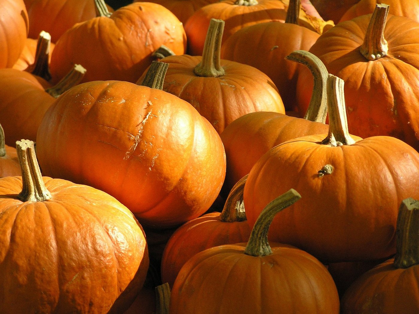 Kürbis Aufgrund der harten Aussenschicht bezeichnet man ihn auch als «Panzerbeere». (Bild lid)