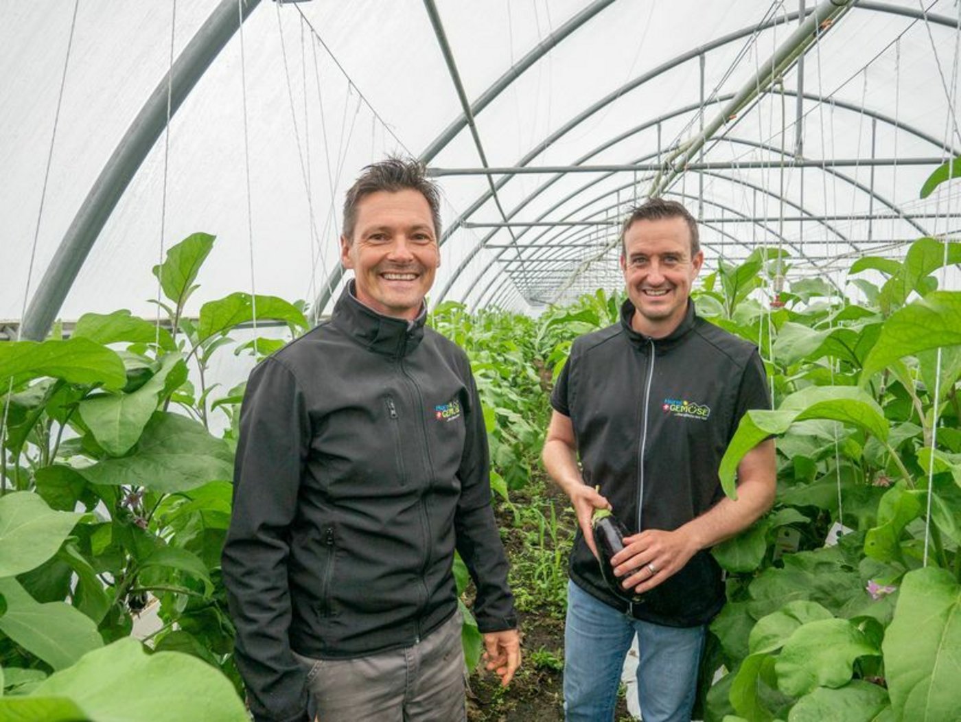 Thomas Hurni und sein Mitarbeiter Jonas Schwab starteten in diesem Frühling mit ihrer Selbstpflückanlage, hier im Folientunnel mit den Auberginen. (Bild lid/ep) 