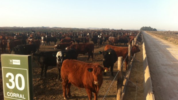 Typischer argentinischer Feedlot: Tausende von Tieren auf engstem Raum, von Gras keine Spur, grosser Einsatz von Antibiotika. (Bild akr)