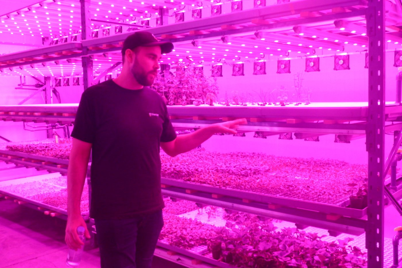 Marcel Florian, CEO der Growcer AG, anlässlich einer Betriebsbesichtigung im Juni 2020. Das Unternehmen wollte nicht nur die Migros beliefern, sondern auch  international aktiv sein und plant etwa einen Anlage im Wüstensaat Dubai. (Bilder Jil Schuller/BauernZeitung)