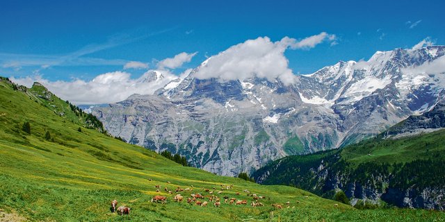 Der Mastitis-Erreger kann auf Gemeinschaftsalpen via kontaminierten Zitzengummi von Kuh zu Kuh übertragen werden.(Bild Peter Fankhauser)