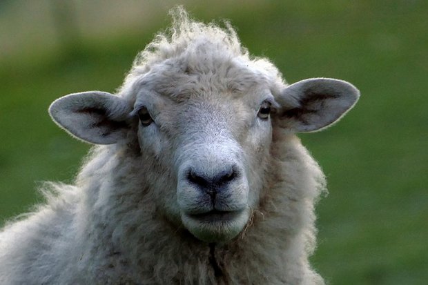 Kommen Schafe von der Wanderherde zurück, sind sie oft trächtig. (Symbolbild pixabay)