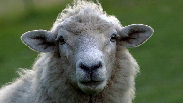 Kommen Schafe von der Wanderherde zurück, sind sie oft trächtig. (Symbolbild pixabay)