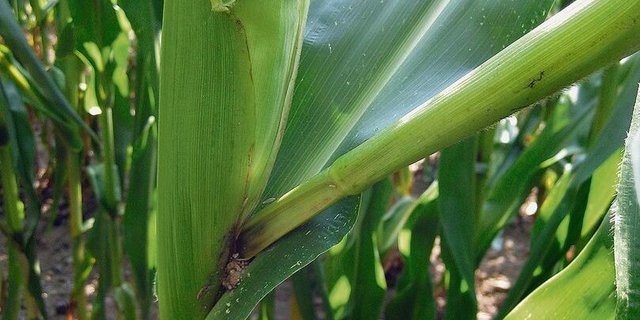 Nach Niederschlägen kann der Mykotoxingehalt stark ansteigen, darum sollten reife Felder rasch abgeerntet werden.