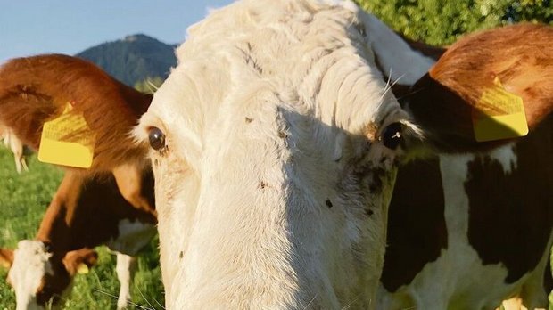 Viele Insekten und v Viele Insekten und viel Sonne: Die Augen des Rindviehs werden diesen Sommer strapaziert.