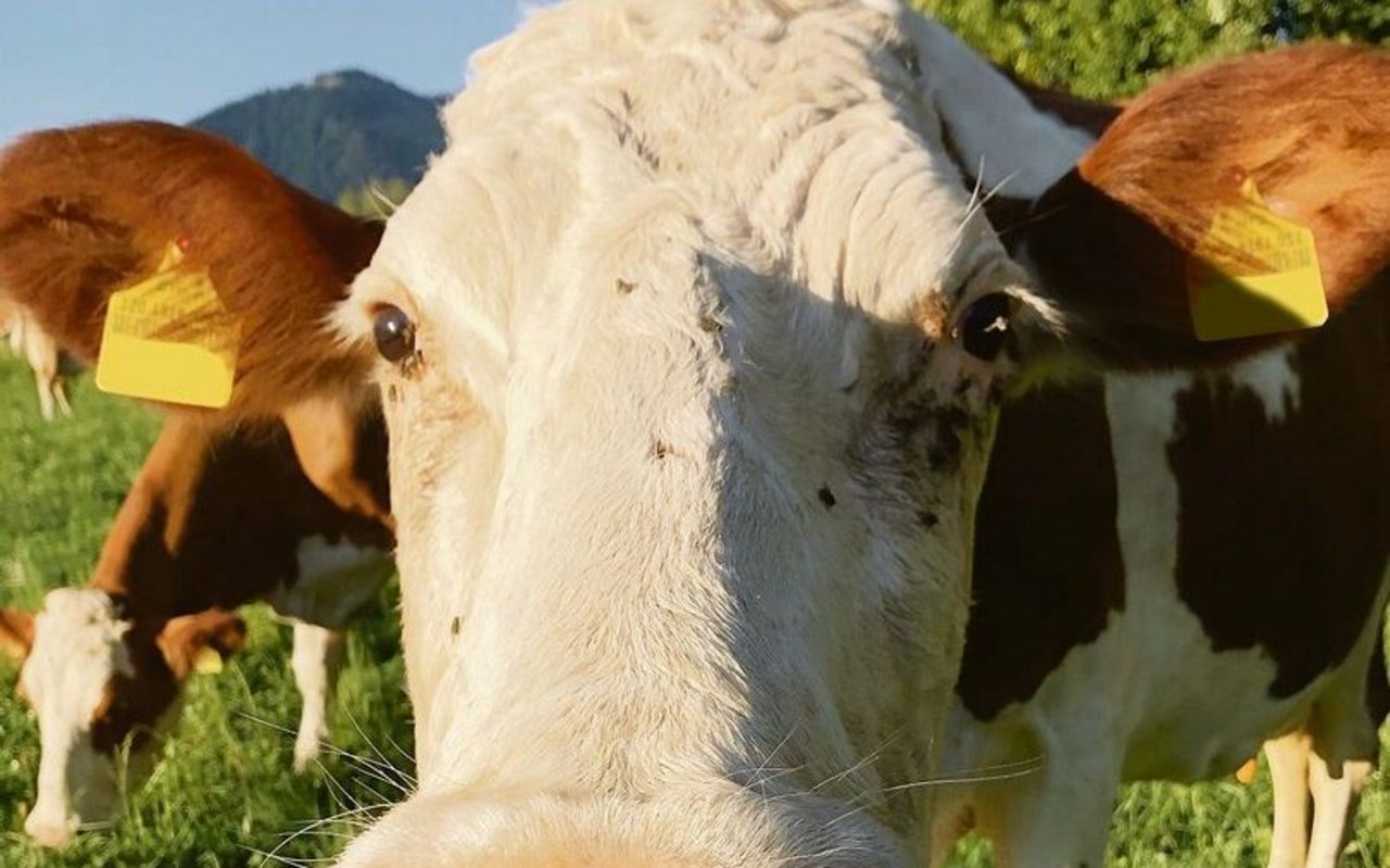 Viele Insekten und viel Sonne: Die Augen des Rindviehs werden diesen Sommer strapaziert.