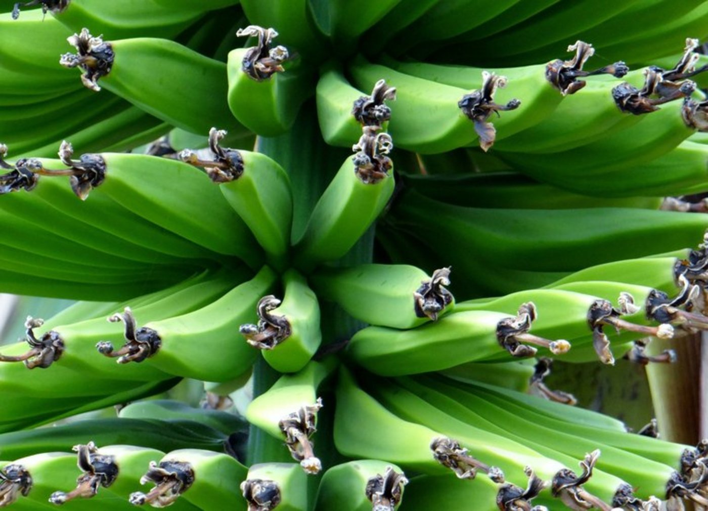 In Costa Rica werden auf 43'000 Hektaren Bananen angepflanzt. (Corinna Schenk/Public Domain)