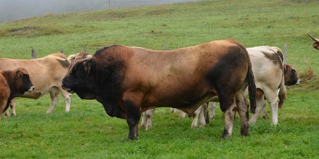 Nicht immer sind Stiere so friedlich. In der Oberpfalz tötete ein Stier einen Landwirten und seinen Vater. (Symbolbild Aline Küenzi)