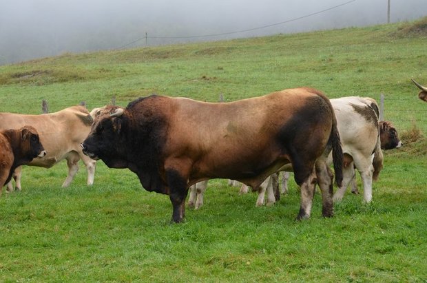 Nicht immer sind Stiere so friedlich. In der Oberpfalz tötete ein Stier einen Landwirten und seinen Vater. (Symbolbild Aline Küenzi)