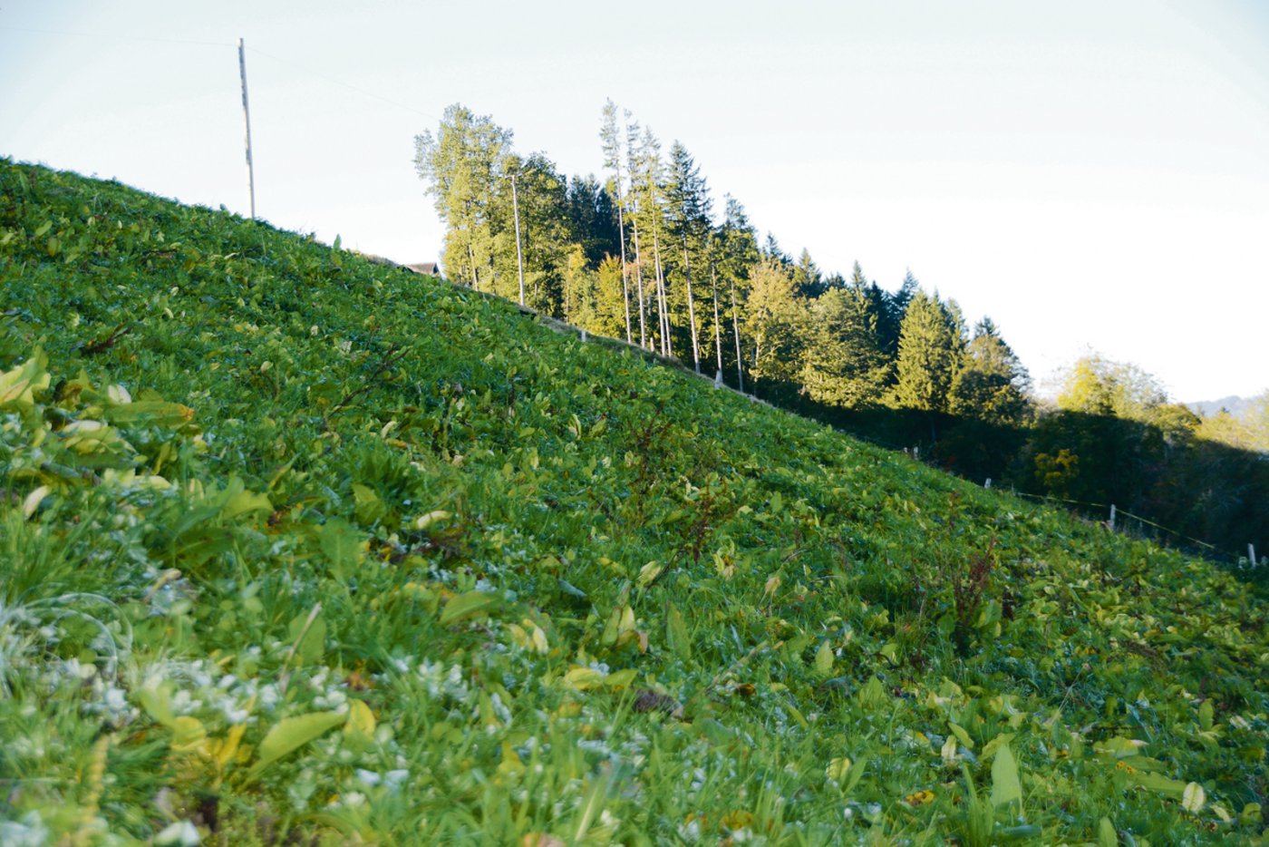 So präsentierte sich die 60 Aren grosse Parzelle am 1. Oktober. (Bild aem)