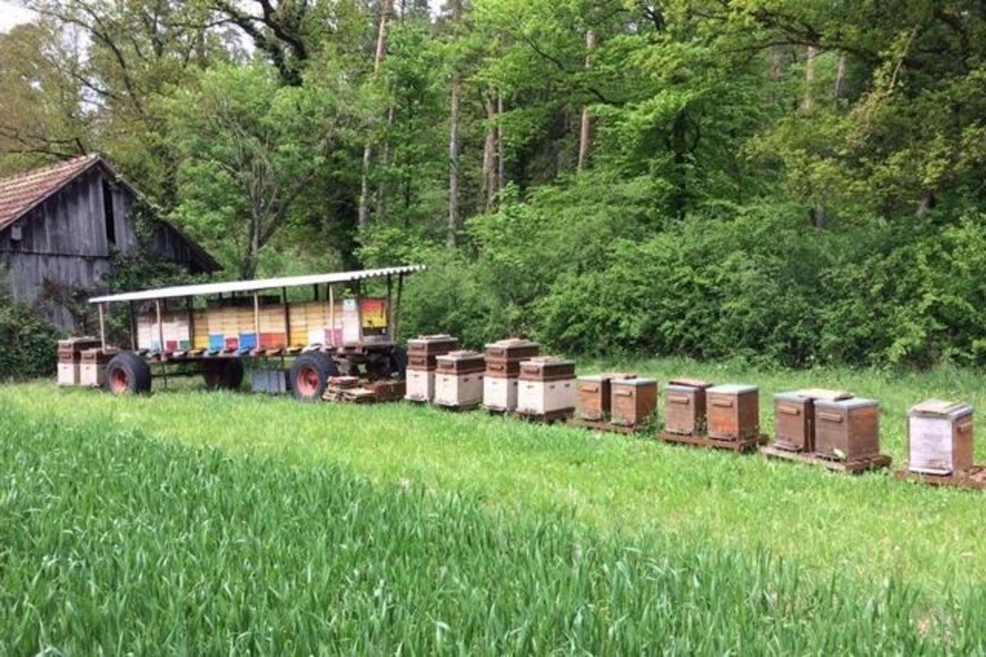 Im Bienenstand ganz rechts befanden sich die Jungvölker der Imkerin Heidi Meyer. Sie wurden in der Nacht auf gestern entwendet. Bild: pd
