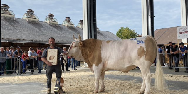 Mister Thun 2021 Simmental