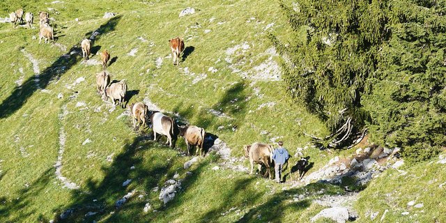 Der Alpsommer war nur selten so idyllisch wie auf diesem Archivbild. Vielerorts fehlt aufgrund der schwierigen Wetterverhältnisse die Futterbasis für eine komplette Saison.(Bild Anna Suter)