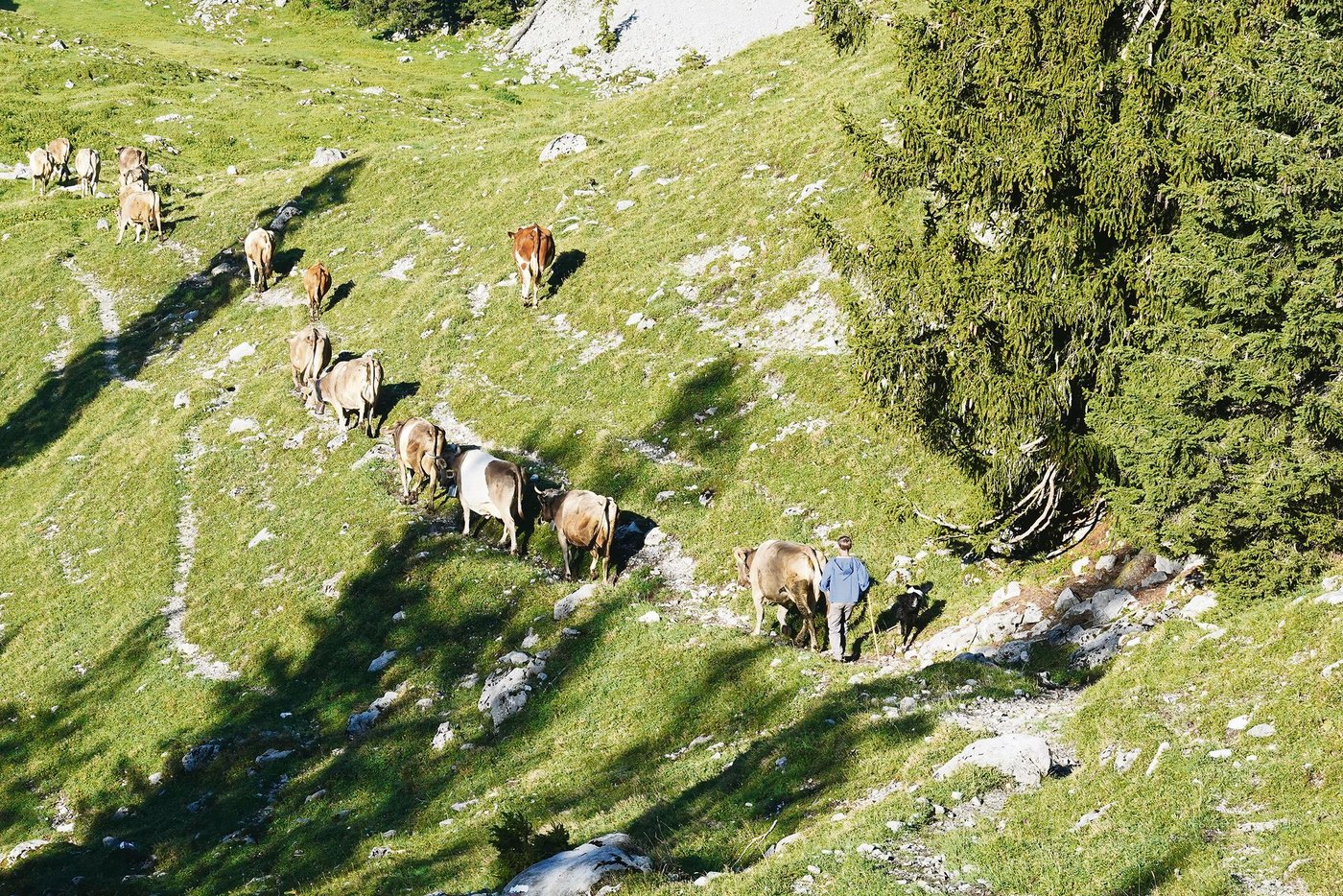 Der Alpsommer war nur selten so idyllisch wie auf diesem Archivbild. Vielerorts fehlt aufgrund der schwierigen Wetterverhältnisse die Futterbasis für eine komplette Saison.(Bild Anna Suter)