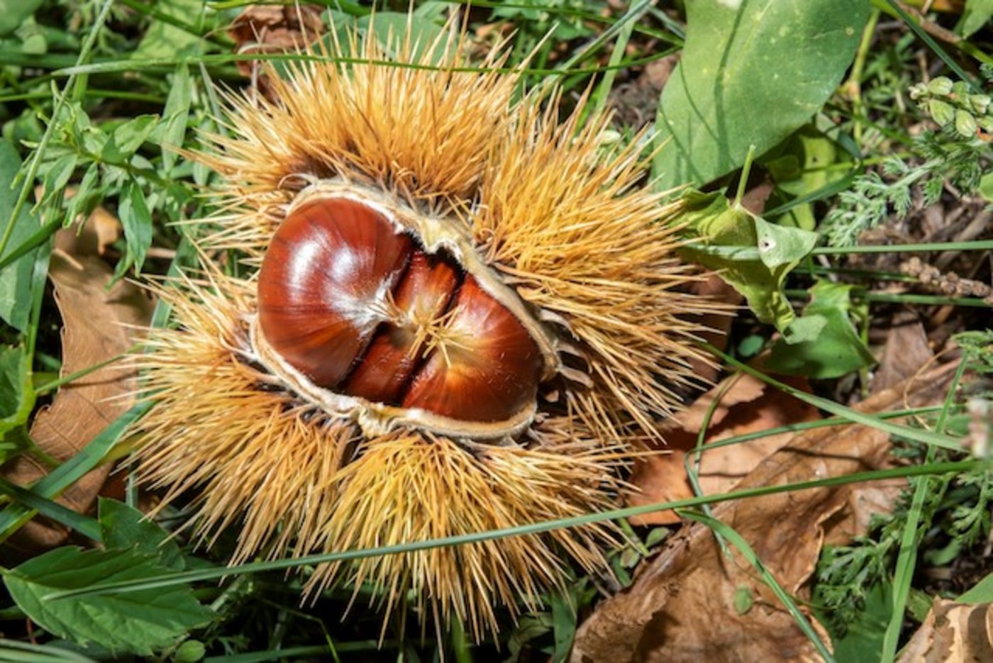 Seit mehr als 700 Jahre wird Lüina angebaut und vermehrt. Mit ihren guten Fruchteigenschaften und dem genügsamen Baum gehörte sie im Tessin und dem Misox zu den beliebtesten Kastaniensorten. (Bilder z.V.g)