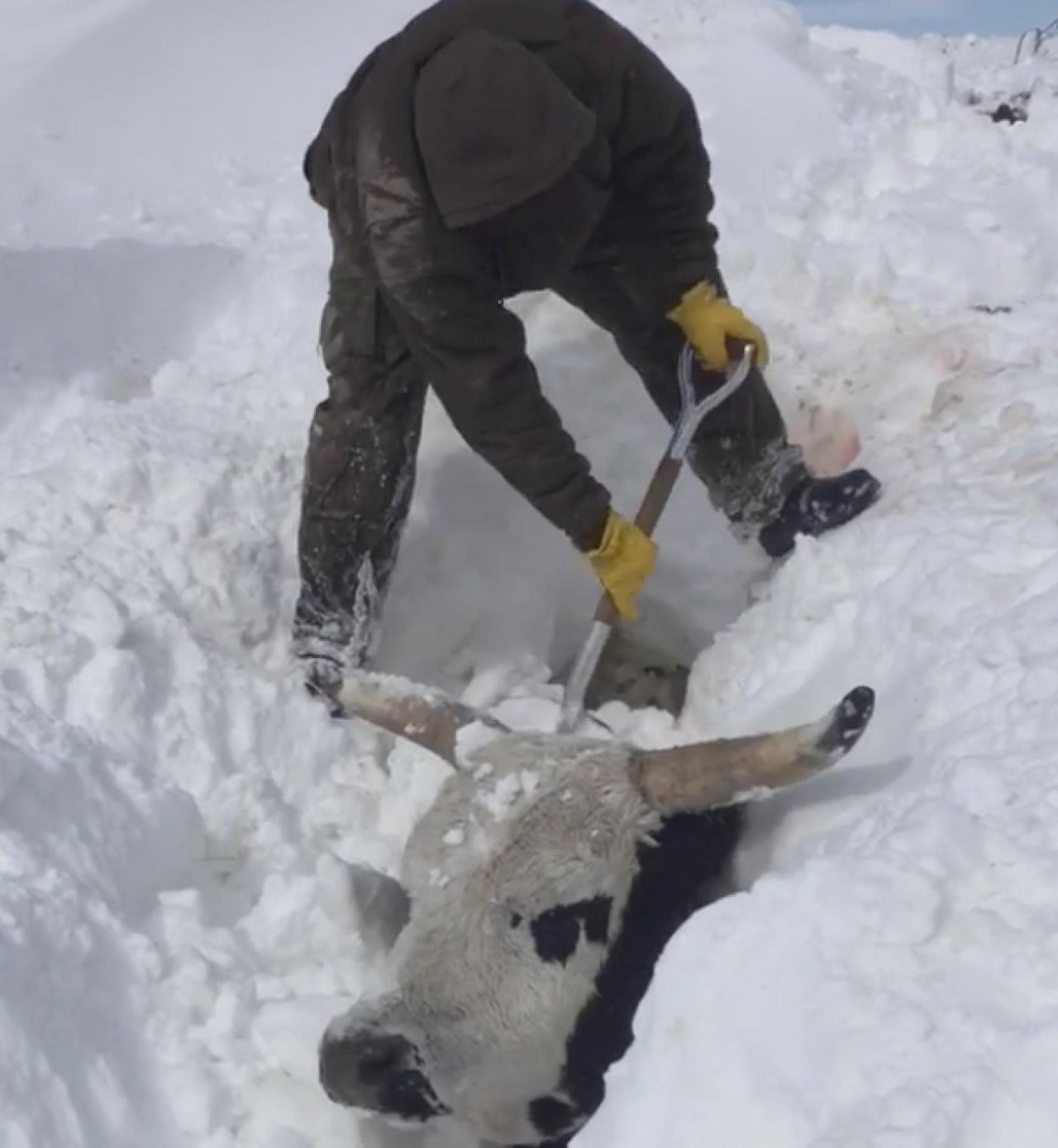 Die Rinder wurden vom Schneesturm eingeschneit.