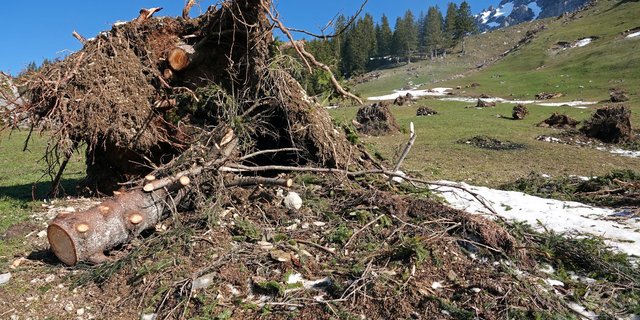 Beim Wegräumen der schweren Wurzelstöcke kamen Baumaschinen zum Einsatz. (Bild Franz Imholz)