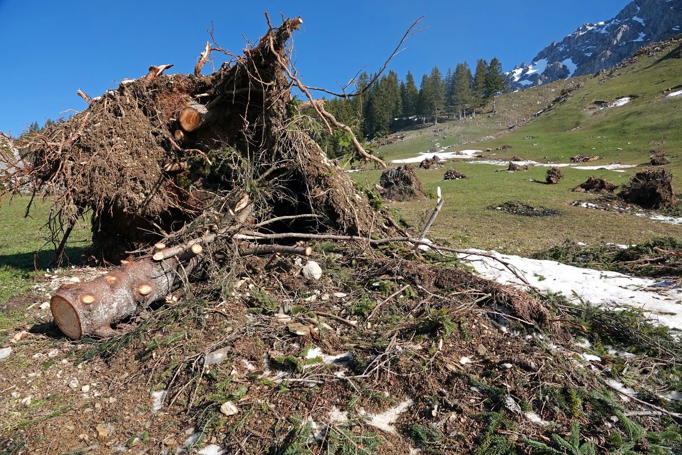 Beim Wegräumen der schweren Wurzelstöcke kamen Baumaschinen zum Einsatz. (Bild Franz Imholz)
