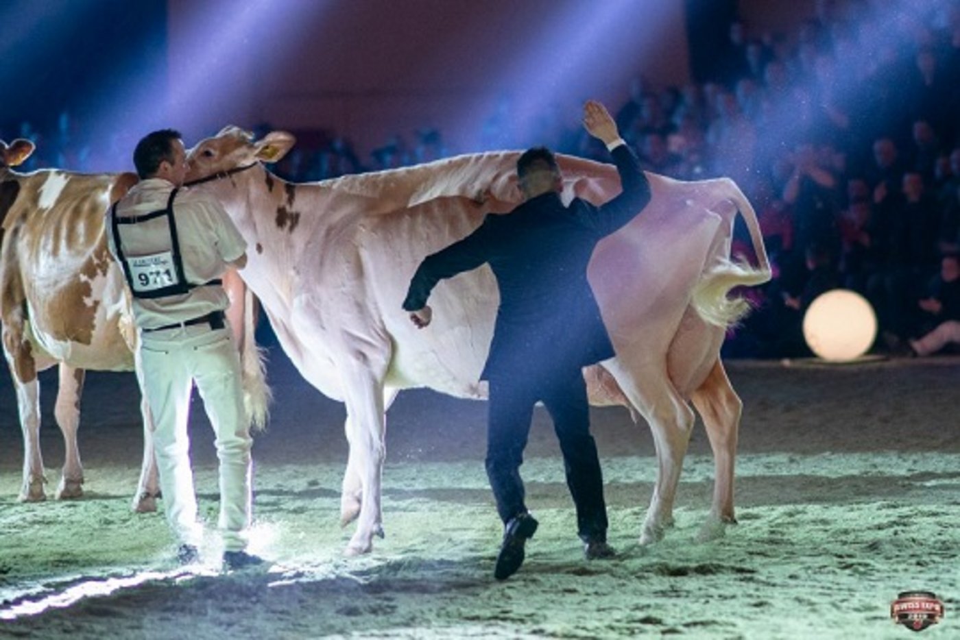 Grande Championne: Mr Savage Pastueqe von Roger Frossard, Les Pommerats JU.