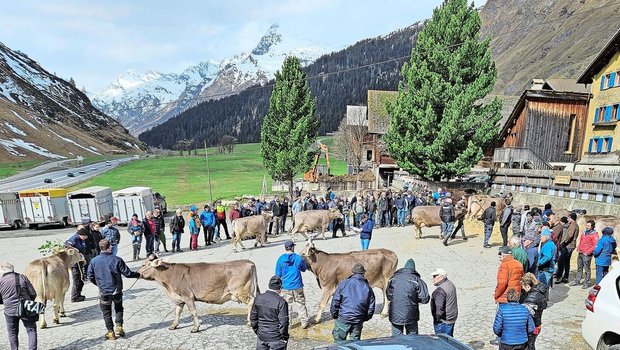 Der auf 1600 m ü. M. gelegenene Betrieb der Familie Meuli liegt gleich neben der Passstrasse. Besucher aus der Zentralschweiz und dem Bernbiet waren an der Halteprämie auszumachen. 