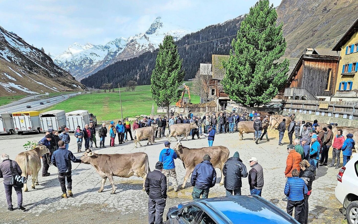 Der auf 1600 m ü. M. gelegenene Betrieb der Familie Meuli liegt gleich neben der Passstrasse. Besucher aus der Zentralschweiz und dem Bernbiet waren an der Halteprämie auszumachen. 