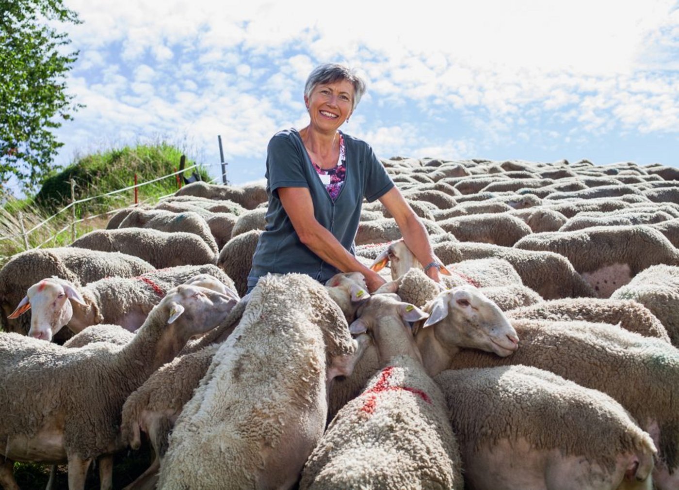 Die «Schafbuur»-Bäuerin mitten unter ihren Schafen: Heidi Hofstetter freut sich auf ihre heutige Sendung «SRF bi de Lüt – Landfrauenküche» und ist gespannt, wie sie im Fernsehen rüber kommt. (Bild SRF/Ueli Christoffel)