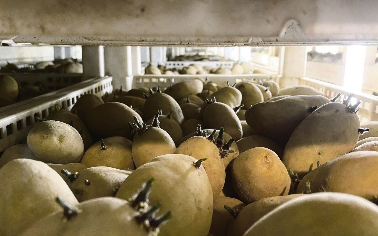Es wird immer schwieriger, die Vorkeimkisten der Kartoffel-produzenten mit Schweizer Pflanzkartoffeln zu füllen.
