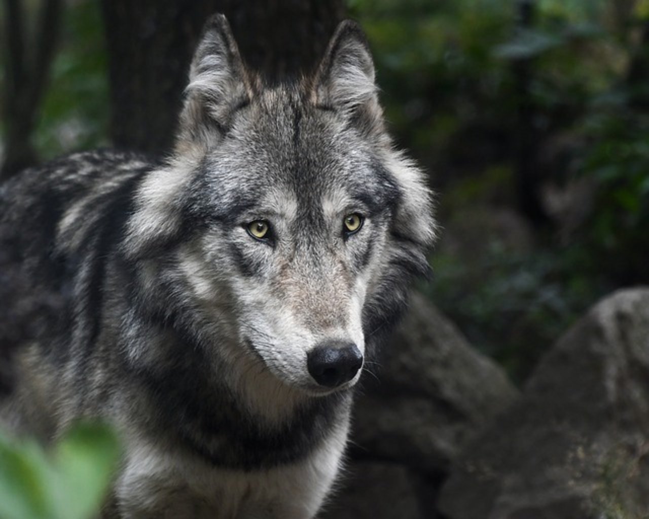 Zur Identifizierung des Wolfes stellte der Wildhüter einen Speichelprobe für die DNA-Analyse sicher. (Bild pixabay)
