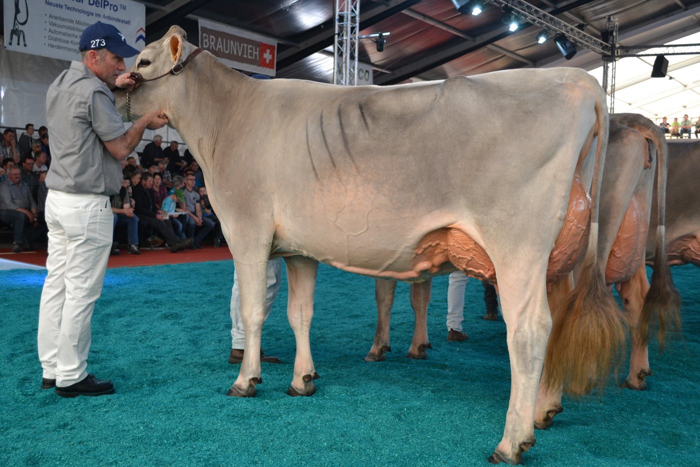 Mention Honorable wurde Hoffmatt BS Einstein Enrica von Hanspeter Kaufmann aus Nottwil.