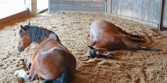 Liegekomfort ist eine wichtige Anforderung an die Einstreu. Nur in Seitenlage mit gestreckten Beinen fallen Pferde in den Tiefschlaf, den sie für ihre körperliche und mentale Gesundheit brauchen.