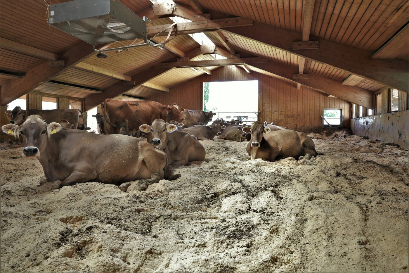 Den Milchkühen ist es im Kompoststall sichtlich wohl.