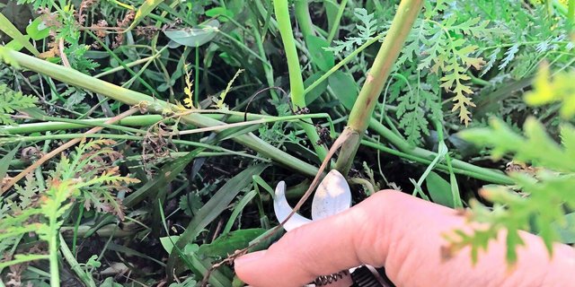 Für Merci braucht es eine Probe vom Feld, um der unterschiedlichen Entwicklung einer Gründüngung je nach Jahr Rechnung zu tragen.