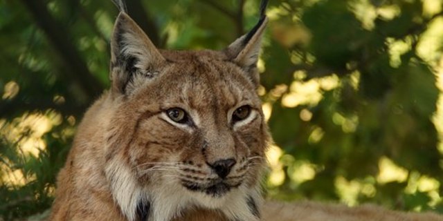 Die Luchs-Population nimmt rasch zu. (Symbolbild Pixabay)