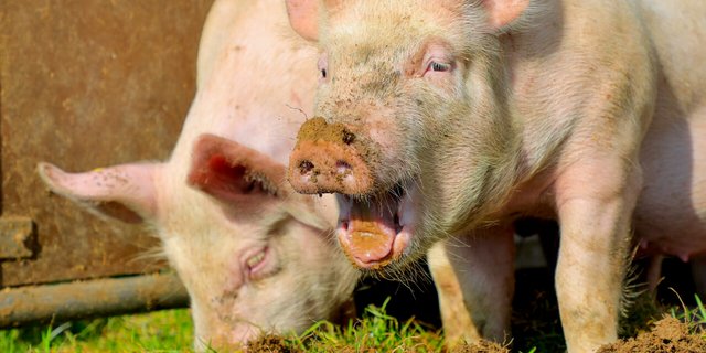 Schweine in Freilandhaltung wühlen in der Erde. Bild: Peter Röthlisberger