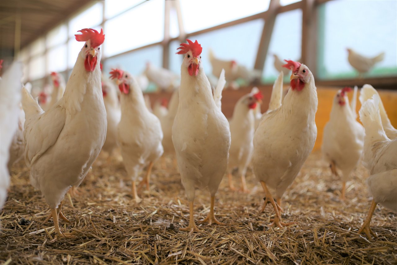 Die Delegierten von Gallo Suisse beschliessen an ihrer Generalversammlung den Ausstieg aus dem Kükentöten. Die Eierbranche will mit der Zeit gehen, aber das Vertrauen der Konsumenten durch Schnellschüsse nicht missbrauchen. (Bild Melina Griffin/LID)