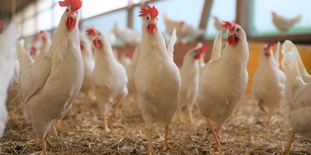 Die Delegierten von Gallo Suisse  beschliessen an ihrer Generalversammlung den Ausstieg aus dem Kükentöten. Die Eierbranche will mit der Zeit gehen, aber das Vertrauen der Konsumenten durch Schnellschüsse nicht missbrauchen. (Bild Melina Griffin/LID)