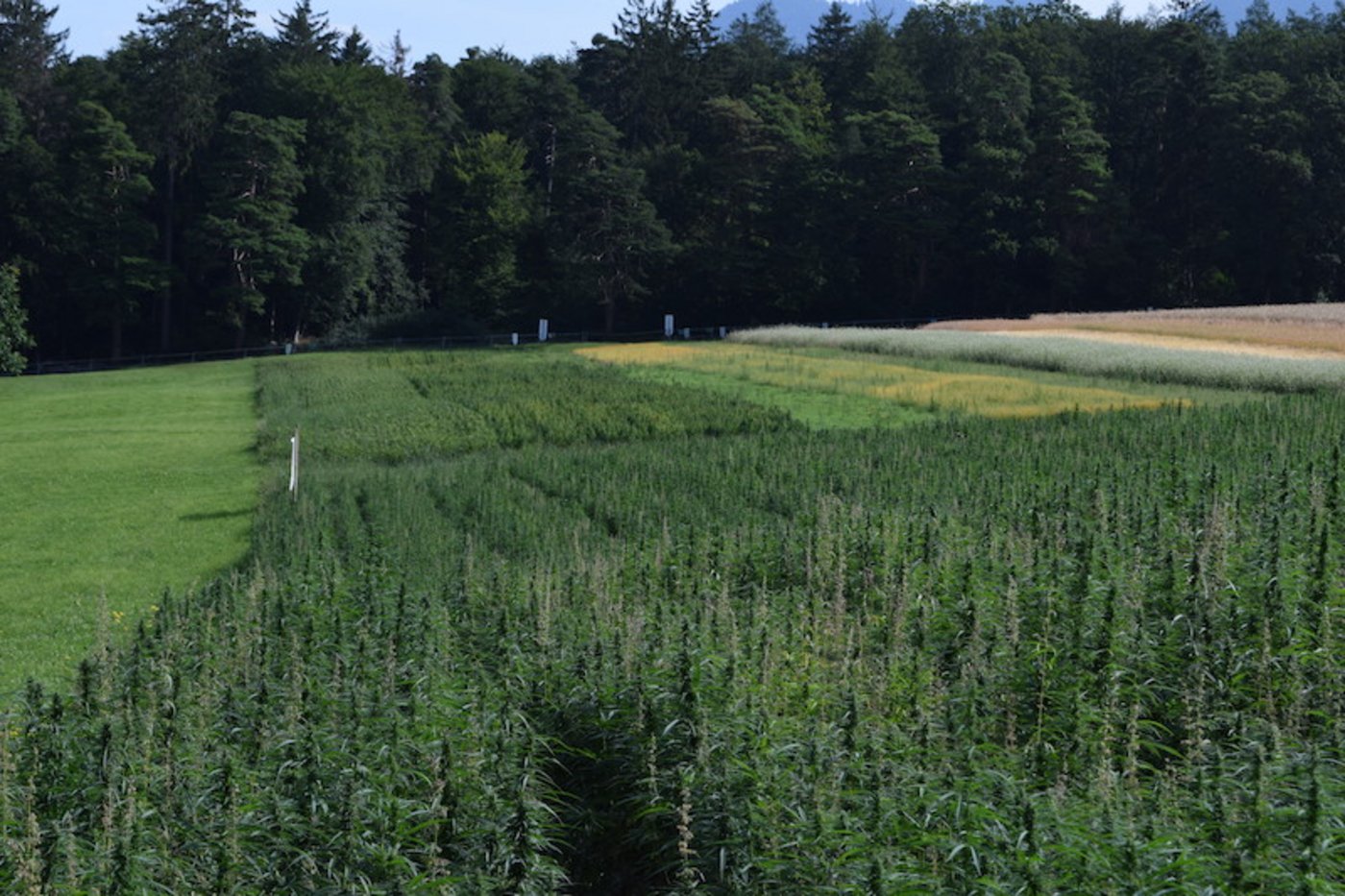 Ein Hanffeld in Chur. Mittlerweile hat die AlpenPionier AG Anbauverträge für 60 ha Körnerhanf. 