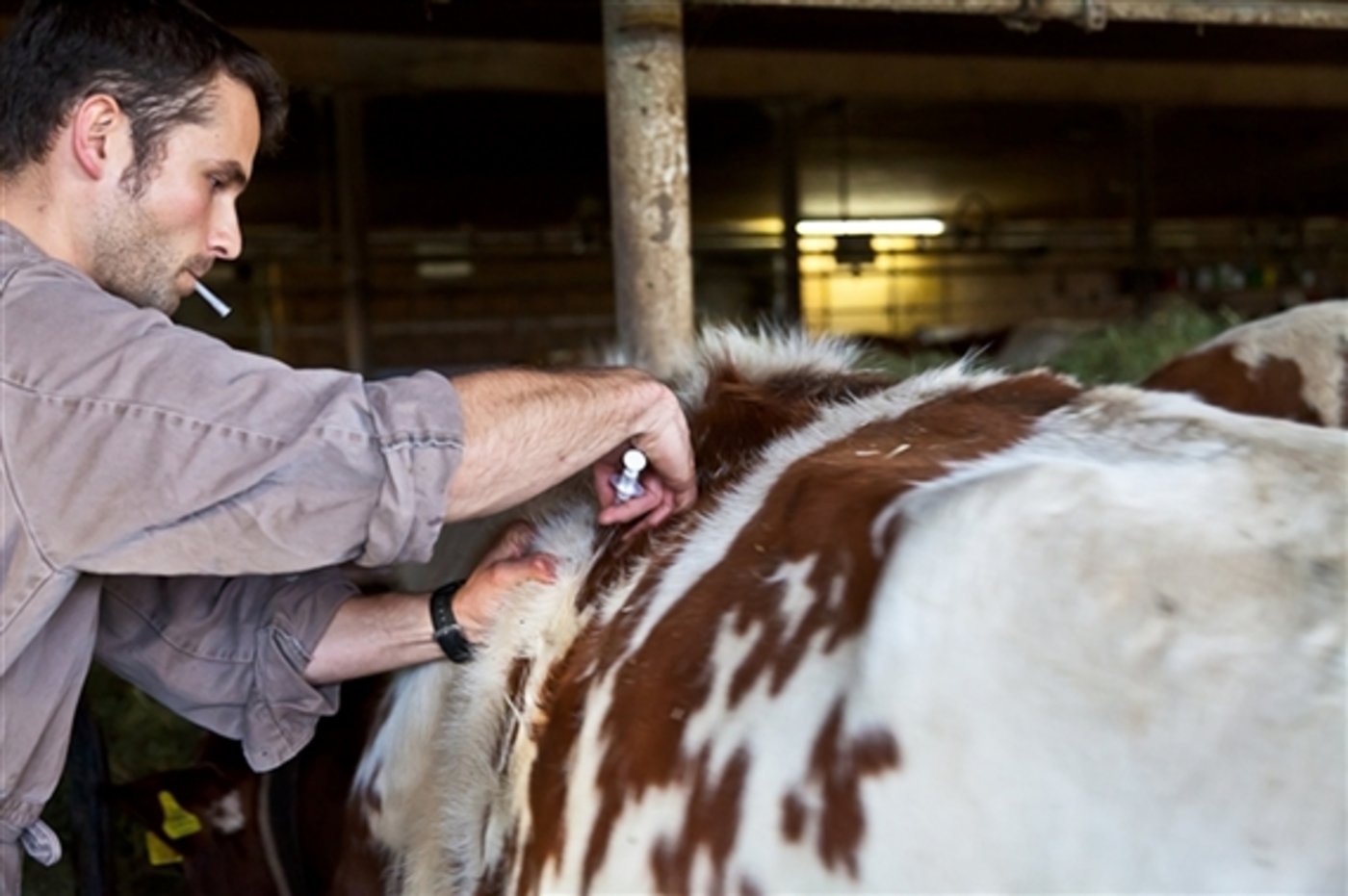 Jede dritte Person in der Bundesumfrage fand, dass Tiere keine Antibiotika erhalten sollten. (Bild Peter Baracchi / GST) 