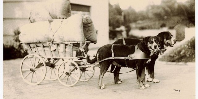 Grosse Schweizer Sennenhunde im Kragengeschirr. Bei Wagen mit vier Rädern konnte die lenkende Person bei flachem Terrain aufsitzen und mitfahren.