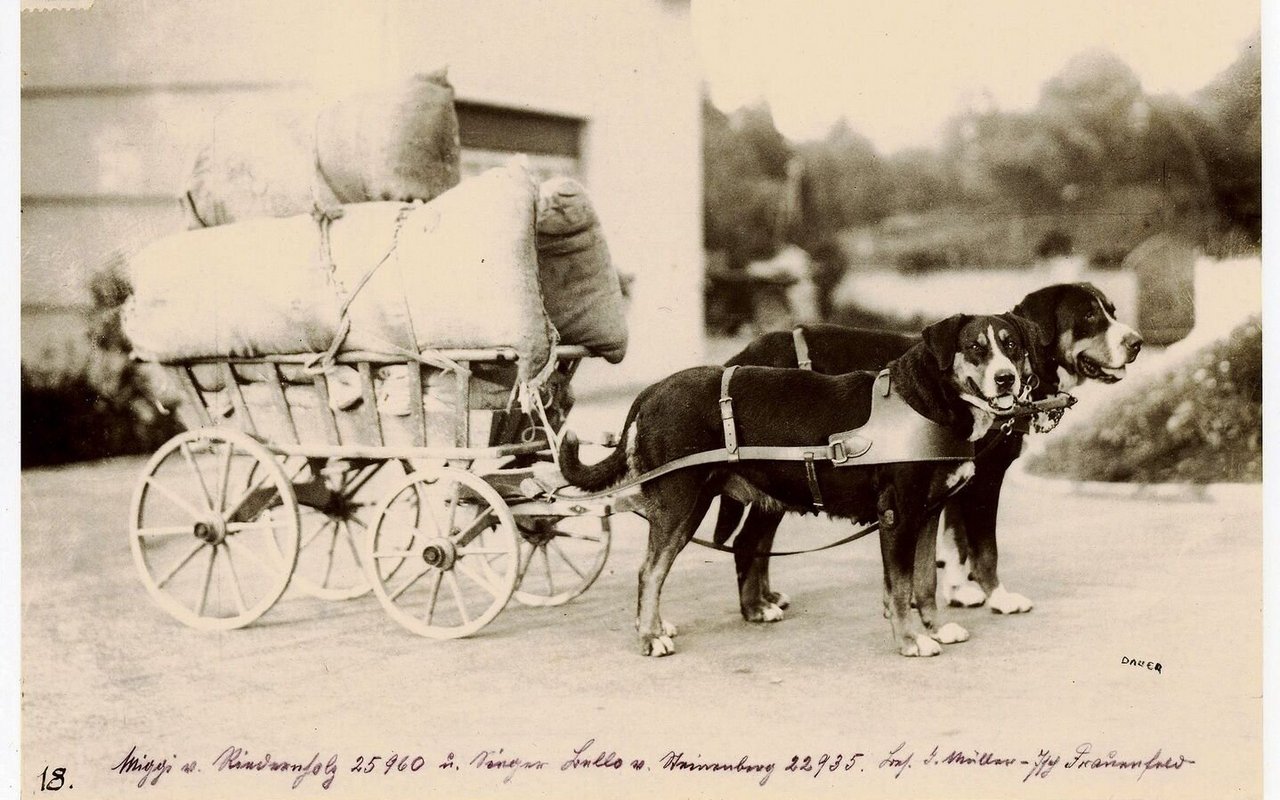 Grosse Schweizer Sennenhunde im Kragengeschirr. Bei Wagen mit vier Rädern konnte die lenkende Person bei flachem Terrain aufsitzen und mitfahren.